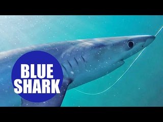 Blue sharks swimming off the UK's coast - and nibbling the camera