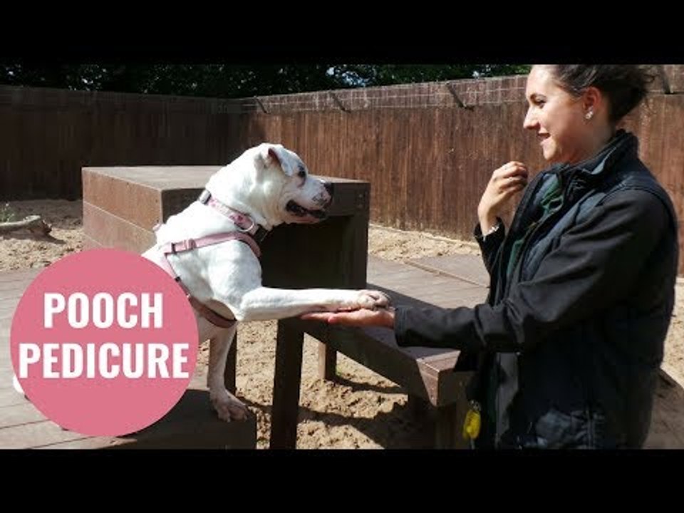 Dog enjoys daily foot spa with her canine carer