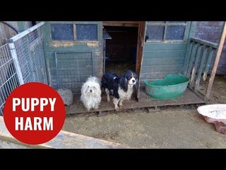 Dogs and cats found living in rabbit hutches on puppy farm