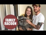 Couple cuddle up to unusual pet after adopting a baby raccoon