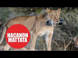 Lioness snatches photographer's camera