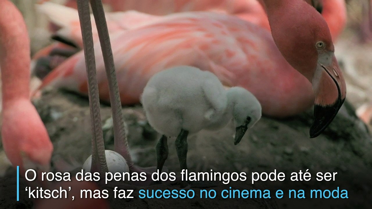 Flamingo branco