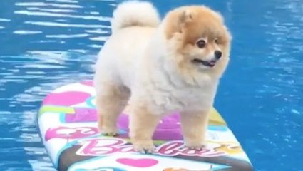 Surf's Up For This Cute Pomeranian