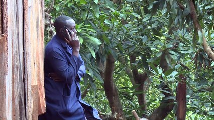 Kenia busca aprovechar moda del aguacate en Europa