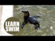 A tiny little penguin has started swimming lessons after they were neglected by their parents