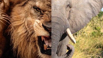 Top 10 des animaux les plus dangereux