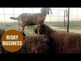 Daring baby goat spends her days ‘sheep-hopping’ on family farm