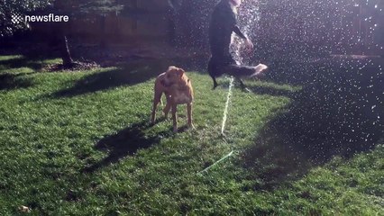 Dog’s sheer joy playing with a sprinkler will have you smiling ear to ear