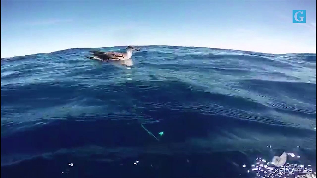 Mergulhadores registram baleias