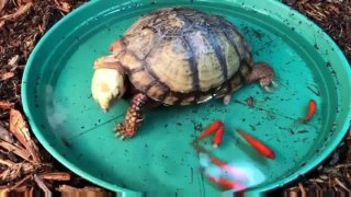 Tortoise small fish eating live
