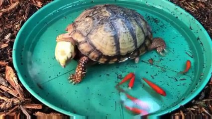 Tortoise small fish eating live