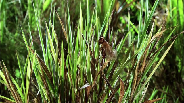 MONSTER BUG WARS | Bulldog Raspy Cricket Vs Whistling Tarantula