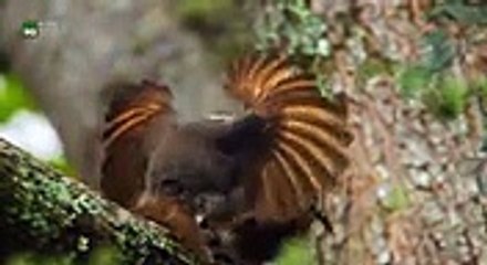 Attenborough&#039;s Paradise Birds [English and Portugues Subtitles] - Dailymotion Video part 2/2