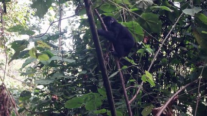 Hungry baby gorilla tumbles off tree while eating