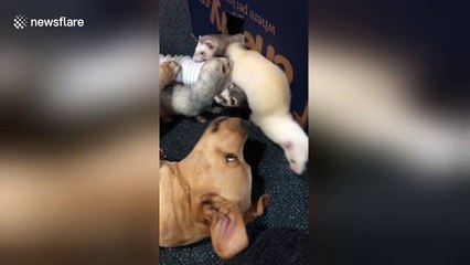 Dog plays with ferret friends