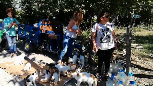Hayvanların Nino'su...Ormanlık alanda 70 kedi, 18 köpekle birlikte yaşıyor