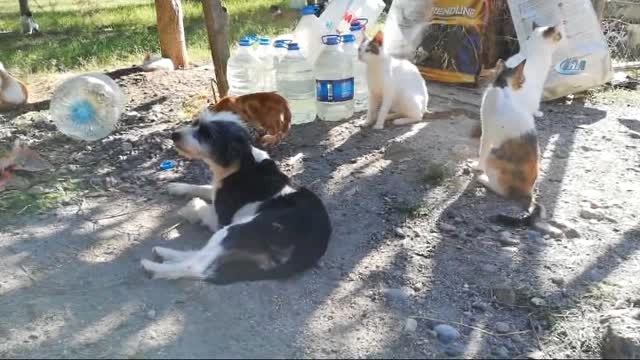 Hayvanların Nino'su...ormanlık Alanda 70 Kedi, 18 Köpekle Birlikte Yaşıyor