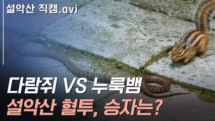[뉴스토리] 다람쥐가 겁 없이 누룩뱀에게 달려들더니...결과는?