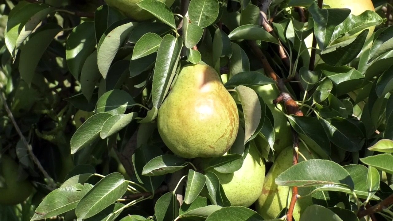Alpes de-Haute-Provence : en période de récolte, Jérémy Lieutier, arboriculteur nous explique tout le processus.