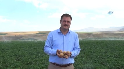 Patates Tohumunda Yüksek Verim Bekleniyor