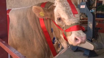 Bir Ton 170 Kilogramlık 'Kral' Görücüye Çıktı... 25 Bin Lira Değerindeki Dana Alıcısını Bekliyor