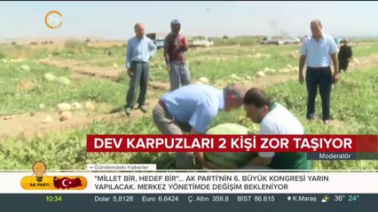 Karpuzda hasat zamanı
