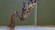 Giraffe Mum Gives Birth to Leggy Little Calf at Australia Zoo