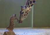 Giraffe Mum Gives Birth to Leggy Little Calf at Australia Zoo