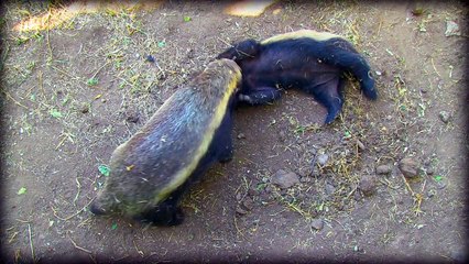 Honey Badgers: They Don't Care