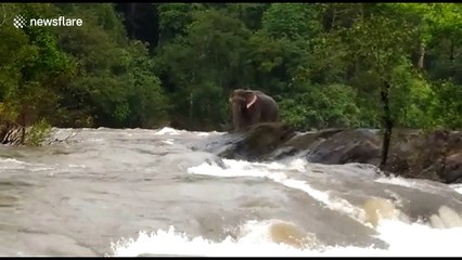 Elephant stranded in overflowing river is saved by Indian forest officials