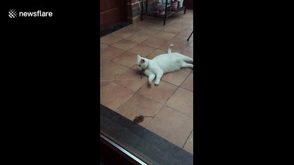 Cat loves her playtime with a mouse