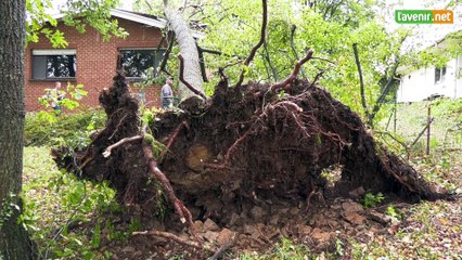 L'Avenir - Orage à Hamoir : un arbre sur le toit