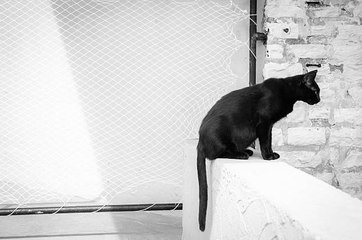 Journée internationale du chat noir : aimons le tout simplement !