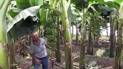 Serada buhar makinesiyle muz ürettiler - AYDIN