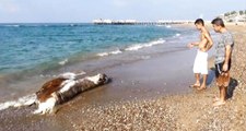 Antalya'da 5 yıldızlı Otellerin Olduğu Sahile İnek Ölüsü Vurdu