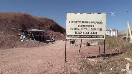 Omurgalı Fosil Lokalitesi"Nden Bu Yıl 140 Fosil Çıktı