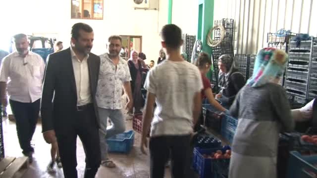 Amerika'nın Ekonomik Ambargo Teşebbüsüne Santa Maria Lı Cevap...santa Maria Armudu İhracat Rekoru...