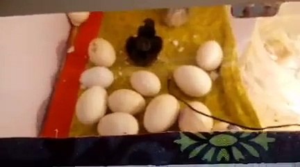 Home made Incubator First Test