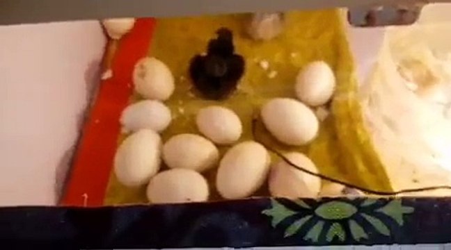 Home made Incubator First Test