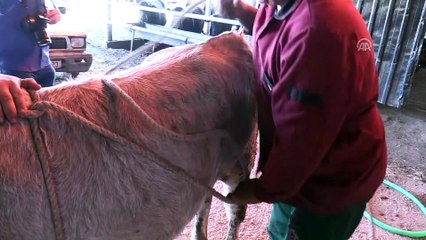 Kasaptan kurban yatırma tekniği - YOZGAT