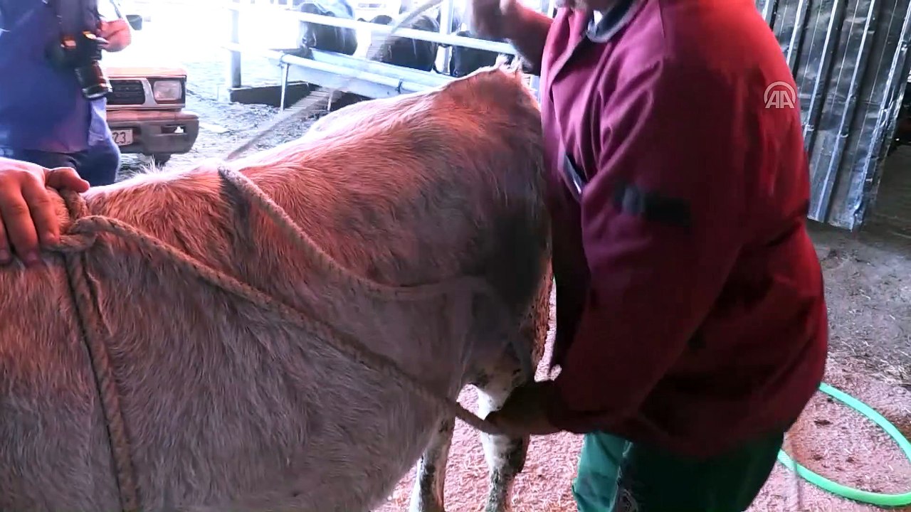 Kasaptan kurban yatırma tekniği - YOZGAT