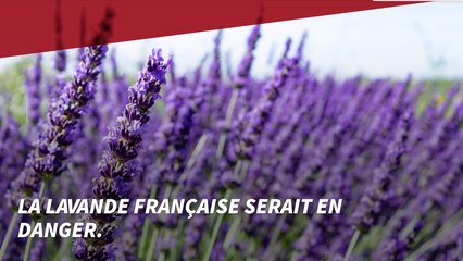 La lavande française en danger