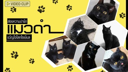 ส่อง 10 แมวดำสุดน่ารักขวัญใจโลกโซเชียล เห็นเข้ม ๆ แบบนี้ไม่ได้น่ากลัวอย่างที่คิดนะ