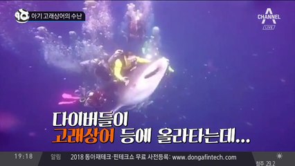 아기 고래상어의 수난
