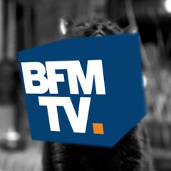 Journée du chat noir: découvrez pourquoi ils portent malheur ?