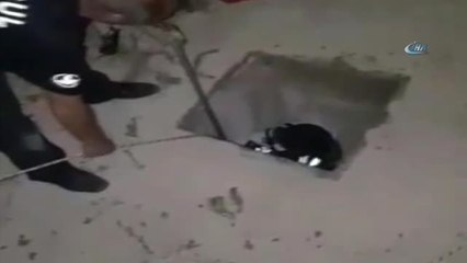 Kanala Düşen Yavru Kedi Böyle Kurtarıldı