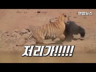 '새끼 앞에서 엄마는 무서울게 없다'…엄마곰, 호랑이와 결투