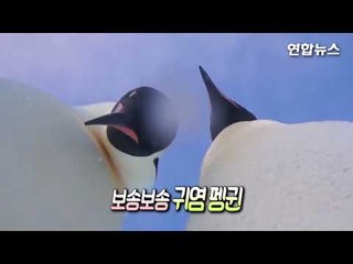 '도대체 이건 뭐지?'…펭귄들, 카메라 발로 툭 차고 고개 갸우뚱