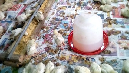 comienza un negocio desde casa ' pollos de engorde'