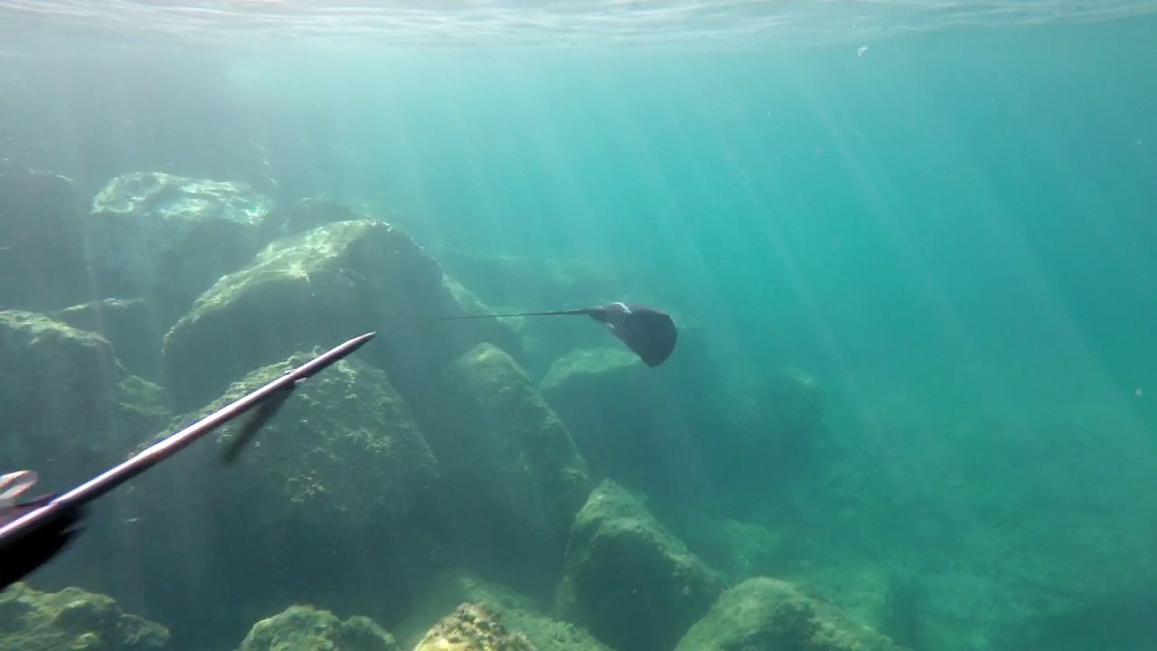 Marseille : une raie Pastenague, potentiellement dangereuse, vue à l'Estaque
